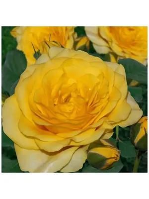 Очаровательное изображение розы фрезии для скачивания