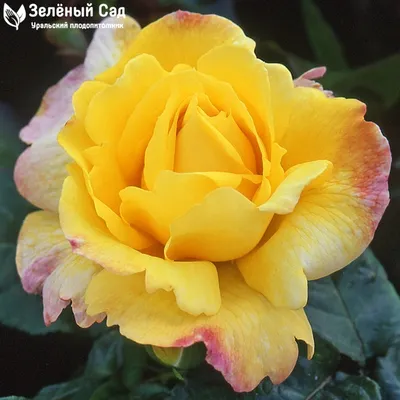 Привлекательные изображения розы фрезии в формате png
