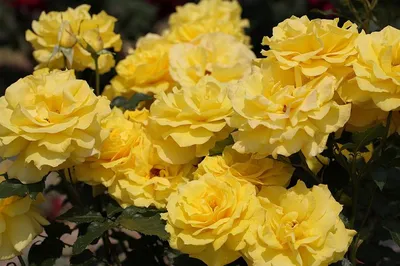 Шикарные фото розы фрезии в формате png
