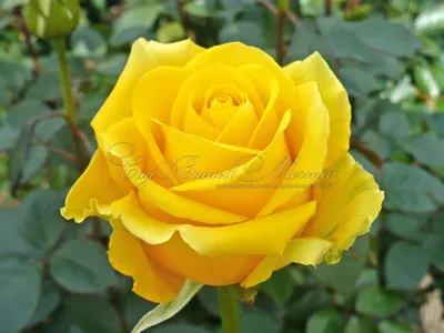 Изящные изображения розы фрезии в формате webp