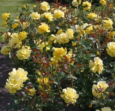 Великолепное изображение розы фрезии для скачивания