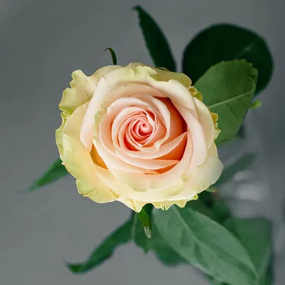 Фотография розы фрутетто в нежной розовой гамме - романтический образец