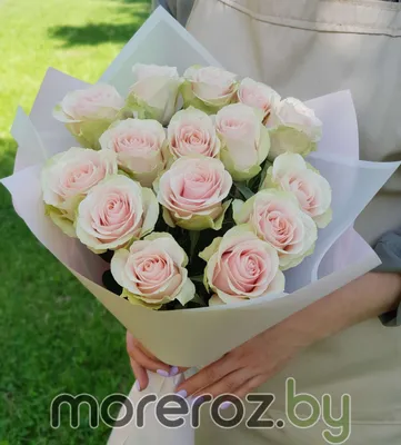 Фотография цветка розы фрутетто - впечатляющий размер 1000x1000 px