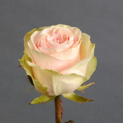 Фото розы фрутетто с росой на лепестках - подчеркивает естественную красоту