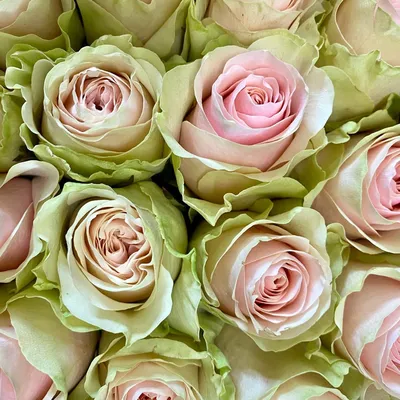 Фото розы фрутетто в гармоничном сочетании с другими цветами