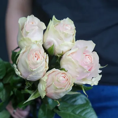 Фотка цветущей розы фрутетто в крупном плане