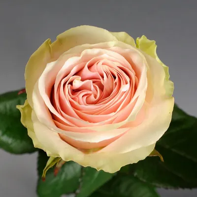 Фото розы фрутетто с причудливой формой лепестков - захватывает дух
