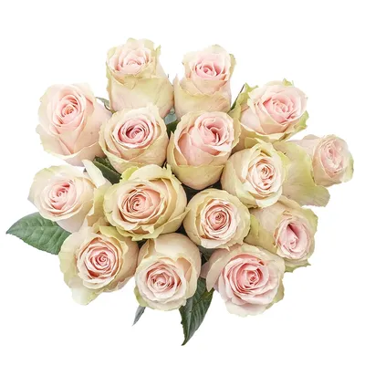 Фото розы фрутетто с живой и сочной цветовой гаммой