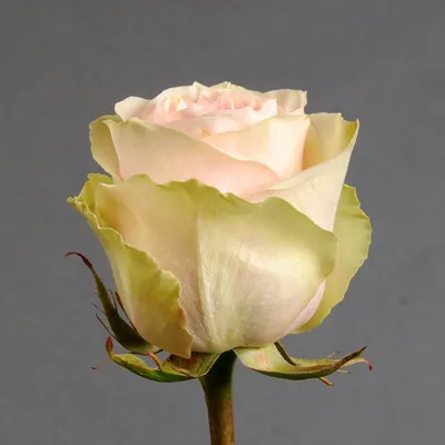 Фотка розы фрутетто с нежным ароматом - создает романтическую атмосферу