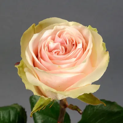 Картинка розы фрутетто - в формате webp, идеальна для веб-страниц