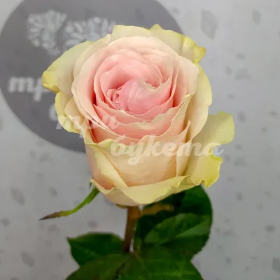 Фото розы фрутетто в летний день - добавьте яркие краски в свой день