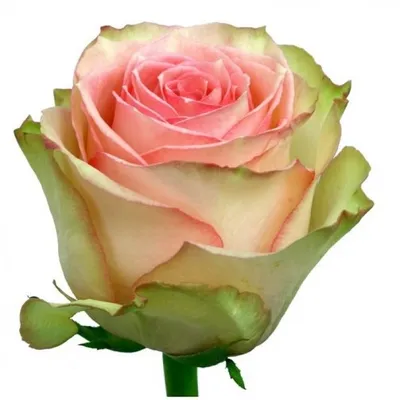 Фотография розы фрутетто в ретро-стиле - добавьте в свой дизайн нотку ностальгии