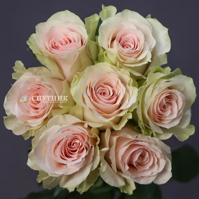 Уникальная фотка розы фрутетто - бесплатное скачивание доступно