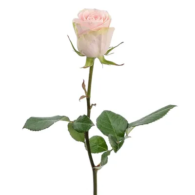 Фото розы фрутетто с декоративными элементами - уникальный дизайн