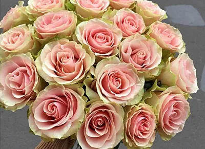 Красивая картинка розы фрутетто с бордовыми лепестками