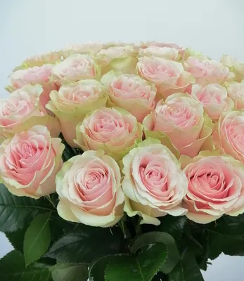 Изумительная фотография розы фрутетто - сделайте ее своим обои на рабочий стол
