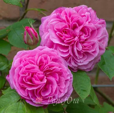 Роза гертруда джекилл великолепного качества в формате jpg