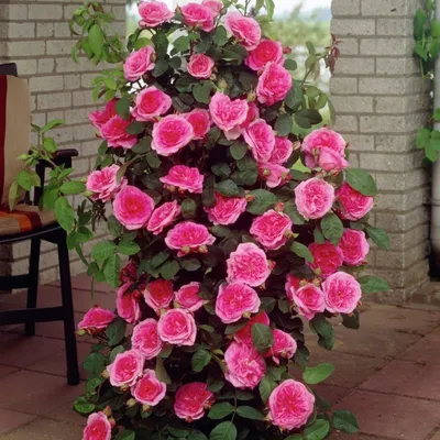 Уникальное изображение розы гертруда джекилл для скачивания