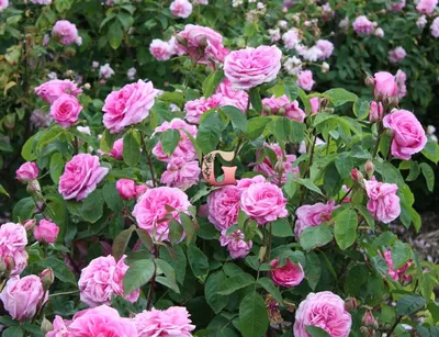 Фото прекрасной розы гертруда джекилл для декорации