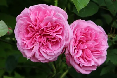 Очаровательная картинка розы гертруда джекилл