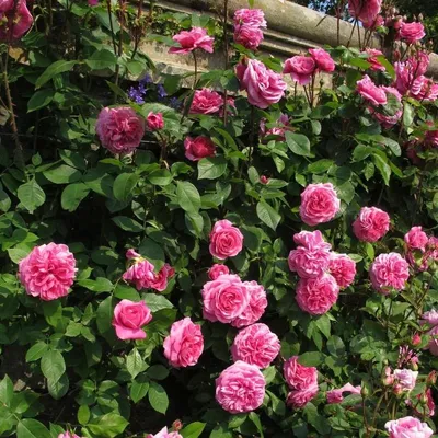 Незабываемая фотография розы гертруда джекилл для скачивания