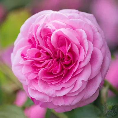 Яркое фото розы гертруда джекилл для вашего сайта