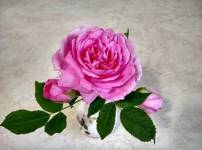 Восхитительная роза гертруда джекилл на качественной картинке