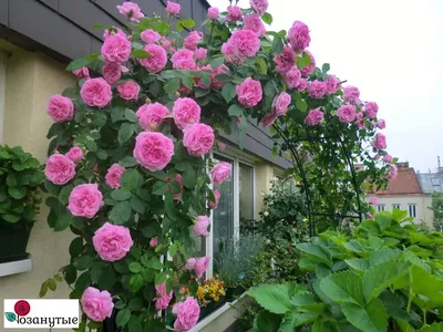 Фото прекрасной розы гертруда джекилл для вашего веб-сайта