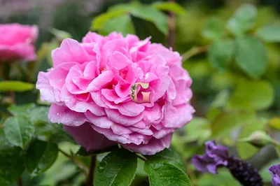 Невероятная фотография розы гертруда джекилл для личного пользования