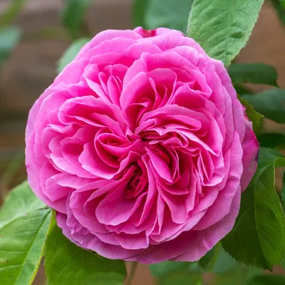 Прекрасная картинка розы гертруда джекилл в формате webp