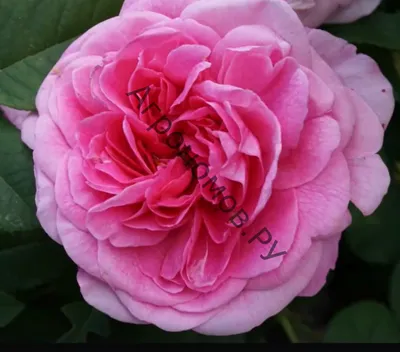 Потрясающе красивая фотка розы гертруда джекилл