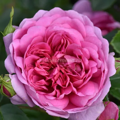 Эффектное изображение розы гертруда джекилл 