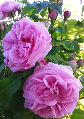 Удивительная роза гертруда джекилл в формате jpg