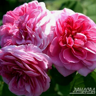 Красочное фото розы гертруда джекилл для загрузки