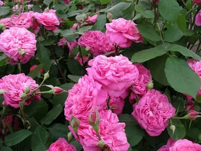 Красивое фото розы гертруда джекилл в формате png