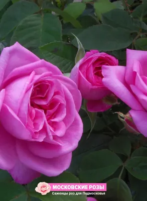 Уникальное изображение розы гертруда джекилл с разными размерами