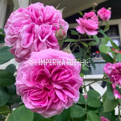 Фото розы гертруда джекилл с прекрасными деталями