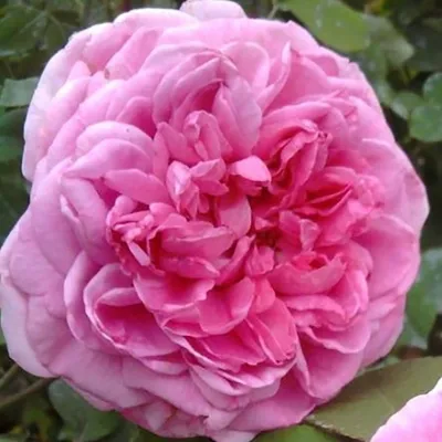 Очаровательная картинка розы гертруда джекилл в png