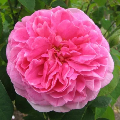 Качественная фотография розы гертруда джекилл на выбор