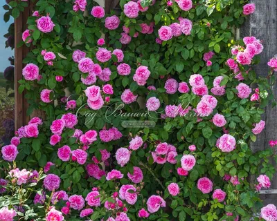 Восхитительная роза гертруда джекилл на стильной фотографии