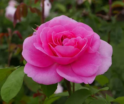 Превосходное изображение розы гертруда джекилл в webp