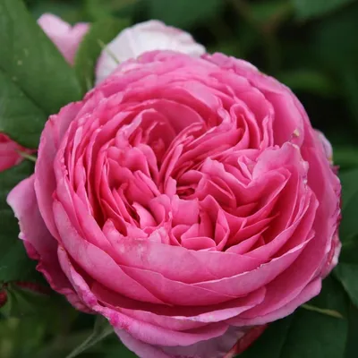 Удивительная роза гертруда джекилл на качественном фото