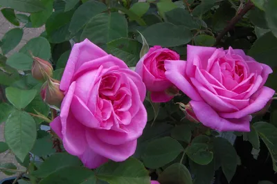 Картинка розы гертруда джекилл с великолепными цветами