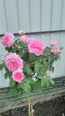 Незабываемая картинка розы гертруда джекилл для загрузки