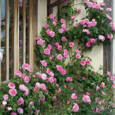 Стильное изображение розы гертруда джекилл с прекрасными деталями