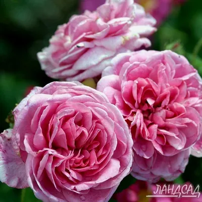 Очаровательная фотография розы гертруда джекилл в разных размерах