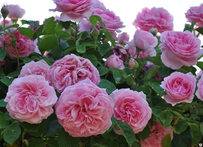 Высококачественная фотография розы гертруда джекилл