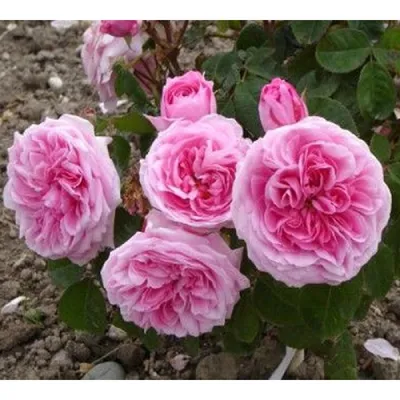 Изысканная фотка розы гертруда джекилл для загрузки