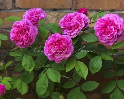 Удивительная роза гертруда джекилл на фото