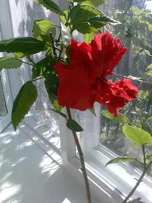 Фотография розы гибискус с яркими цветами